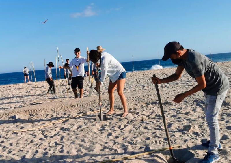 Protegen zona de anidación de gallito marino en Estero