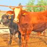 Tuberculosis Bovina Participa BCS en taller contra Tuberculosis Bovina