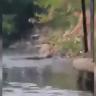 Cocodrilo mata a mujer que lavaba ropa en Tamaulipas Mujer atacada por cocodrilo