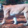 16-Puma El menor falleció en el mismo lugar del ataque debido a las heridas provocadas por el felino